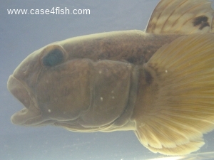 Foto Galerie/Gobiiformes/Neogobius melanostomus/Neogobius melanostomus_07_S.jpg